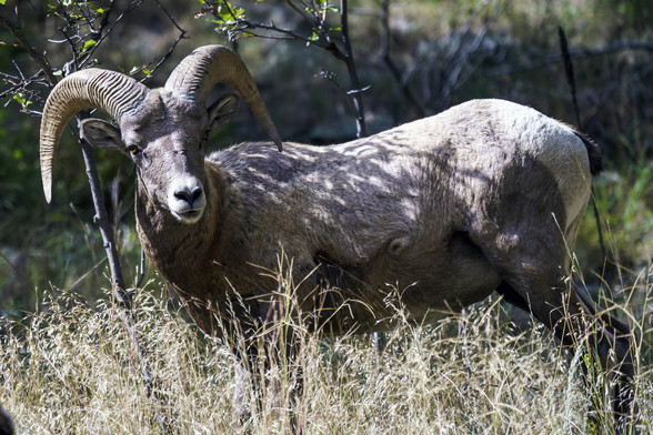Photo of a Rocky Mountain Bighorn Sheep ram, in sunlight next to a road, looking toward the camera. These guys are huge, maybe 4 feet high at the shoulder, weighing 2-300 pounds. September 2017