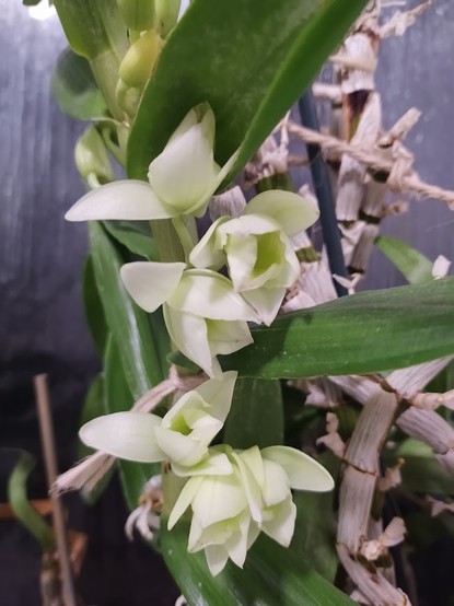 Image shows the flower buds of dendrobium nobile just starting to open