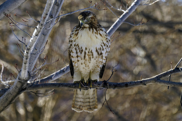 Photo of a red tailed hawk perched on a branch of a tree surveying a couple bird feeders on my deck. January 2021