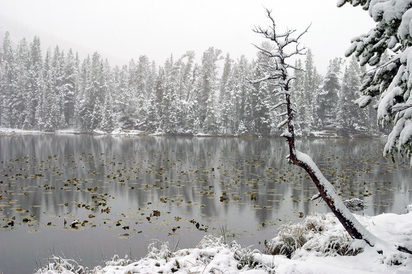 Photo of Nymph Lake in Rocky Mountain National Park. It is snowing, and there is snow on the ground and in the air, giving a whitish cast to the colors of the trees across the water in the background, and reflected in the still water. It almost looks like a black and white image at first, but the colors come through. At the lower right, a twisted tree limb pokes up from the snow, remnant of a tree that fell some years before. There a lily pads floating across the lake. Nymph Lake is the first l…