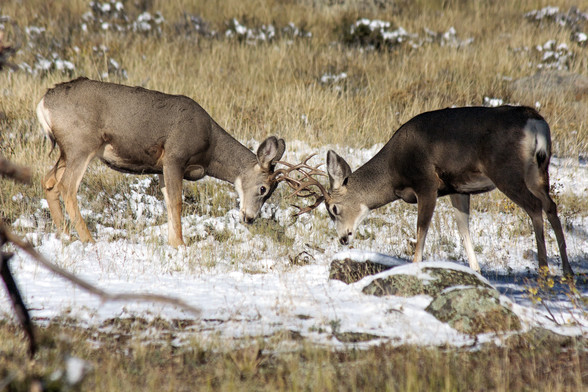 Photo. Two mule deer bucks are standing head to head with their antlers interlocking, on Deer Ridge, in Rocky Mountain National Park. This “sparring” happens exclusively during the rut, or mating season, (the fall, basically) as the males compete with each other for the favors to be bestowed upon them by the does, who surreptitiously, and nonchalantly watch the boys wrasslin’ in order to pick the best one to mate with, or so the males think, anyway. They’re guys, ffs. It’s what guys do. October…