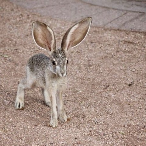 iPhone photo of a baby jackrabbit with huge ears & huge feet standing very still on sandy ground