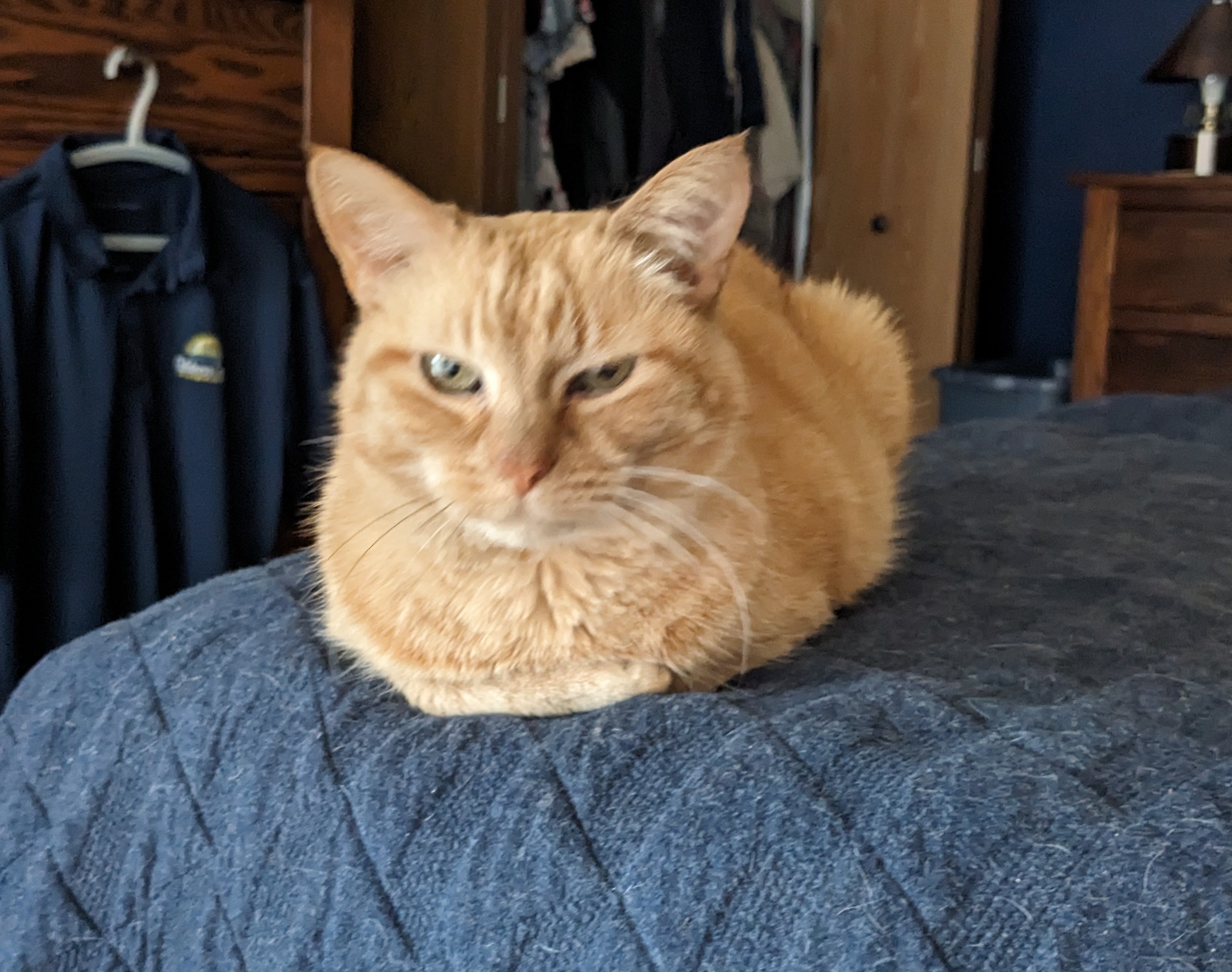 This is a close-up of an orange cat on a navy blue quilt with his front paws all tucked in.