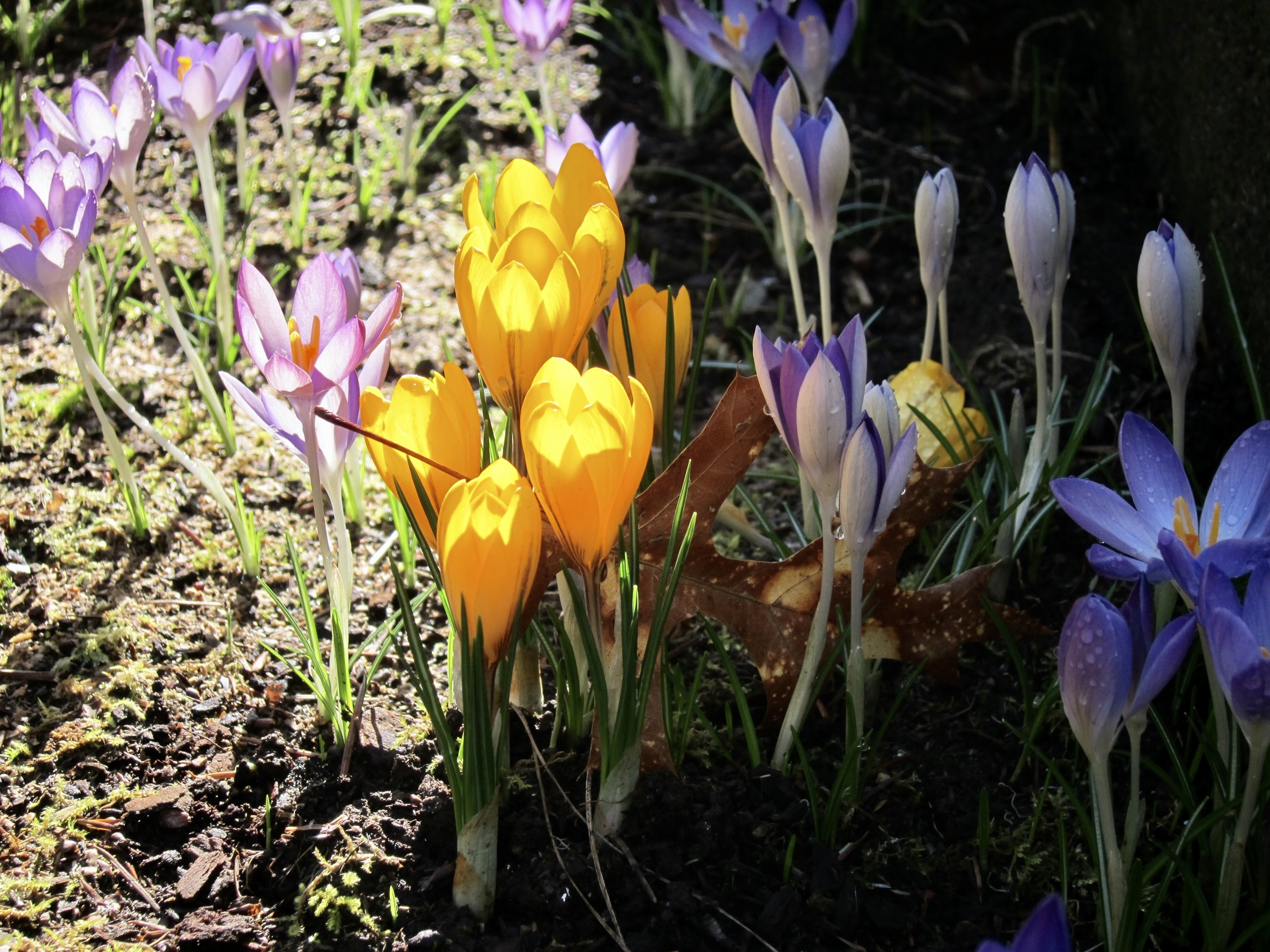 A dynamically lit collection of spring flowering crocus: some in the deep shade and some in the bright morning sun. Multi-colored lilac and white, still closed buds in the shade on the right, mostly open bright gold colored cups in the center of frame, and wide open purple-pink in the bright sun on the left.
