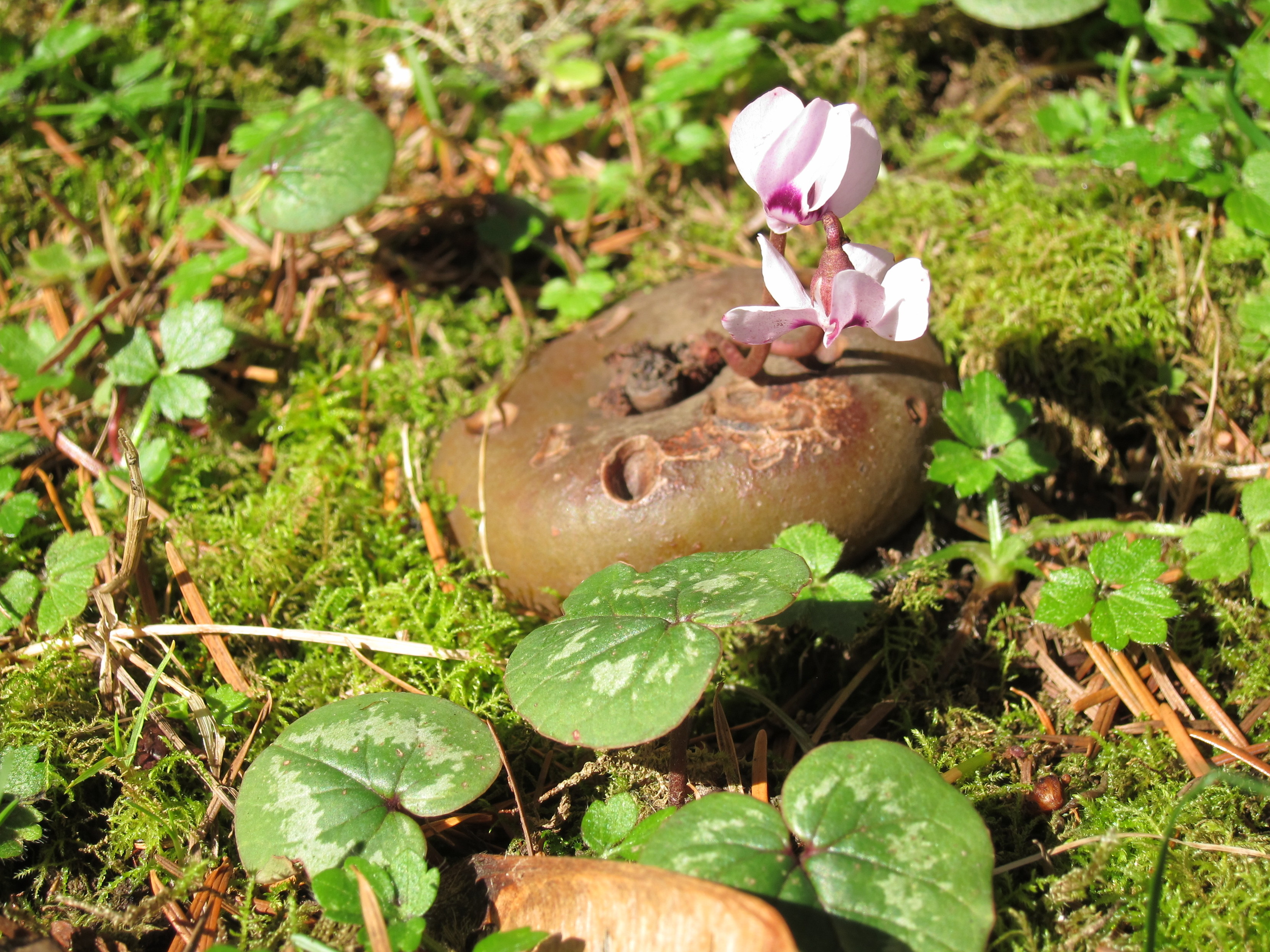 A verdant patch of ground: moss, cyclamen leaves, some buttercup foliage, and a brown mushroom cap in the middle with two pink cyclamen blooms coming up through the middle of it.