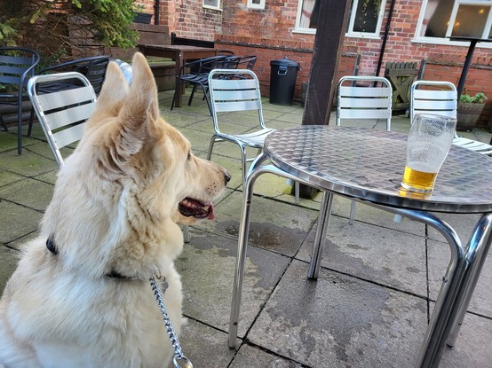 Storm a white and light brown German Shepherd, eyi g up a mostly drunk pint of beer on an aluminium table.