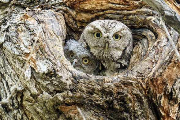 Photo of two owls looking out of their nest. The bigger one, perhaps the mother of the smaller one, is looking at the camera. The smaller one, at the left, appears to be looking at the person standing next to me. May 2018