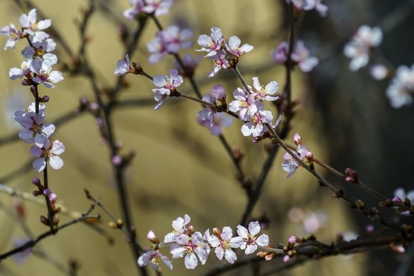 Photo. Closeup of some wild plum blossoms. March 2017