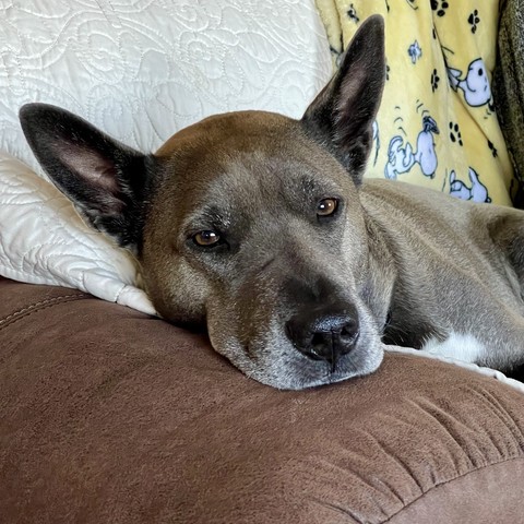 Closeup photo of our taupe colored Malinois cross lying on the sofa with her chin on the armrest. Her beautiful amber eyes are telling me she thinks I am so lame.