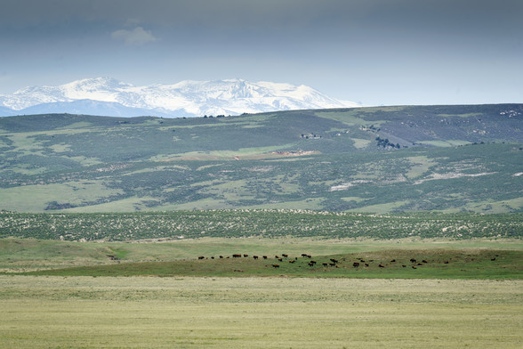 Landscape photo. Soapstone Prairie Natural Area, a large protected space north of Fort Collins, CO. A large expanse of grassland in the foreground. Zoom in to see a herd of American bison grazing on a hillside. Behind them are more hills rising higher, and behind those are the Snowy Mountains, a short range of the Rockies, straddling the Colorado Wyoming border. Above them is a blue sky, hazy at the horizon, a lone cloud floats above the mountains. Despite the name, this is not a prairie, but r…