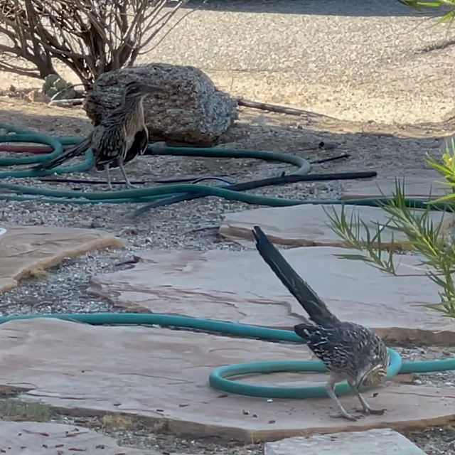Short video clip shot on our front patio covered in sand, flagstones, & desert plants. A mama roadrunner picks up black soldier fly grubs & feeds them to her fledgling, who flaps his wings & opens his mouth to eat.