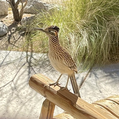 Closeup photo of a roadrunner perched on the armrest of one of our front patio rocking chairs with desert plants & rocks in the background. He’s patterned in various shades of brown & cream for camouflage & has long legs & a long tail. His head is to the side, & he looks very alert.