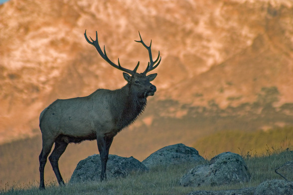 Photo showing a bull elk standing in shadow on a ridge in Moraine Park in Rocky Mountain National Park. The mountain side behind him is brightly lit with the first light of sunrise, called alpenglow. I was busy taking scenic shots of the mountains around me at sunrise, and happened to turn around and saw this guy watching me. I’ve tried using Photoshop to lighten him up a bit, but in the end decided to go with this. September 2007
