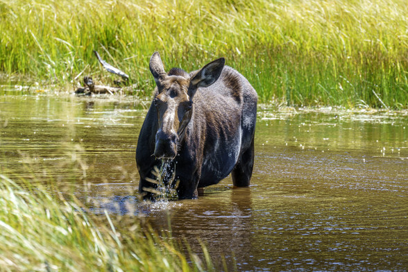 Photo of a moose cow standing in a marsh pool munching on some water plants she’s dredging up from the water. She’s looking at the camera, water is streaming out of her mouth. Out of the frame, behind her, is a calf lying hidden in the tall grass. Strictly speaking, this is not a marsh, but a beaver pond, created by a dam to her right, above Sprague Lake in Rocky Mountain National Park. Moose have historically been more prevalent on the western side of the park, but in recent years they’ve star…
