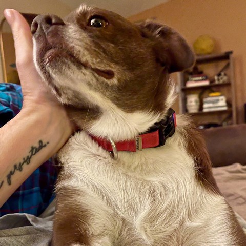 Photo of my brown & white pibble x pug lying on me on the sofa. She has big brown eyes & is wearing a red collar, & my hand is stroking the side of her face. She looks very content.