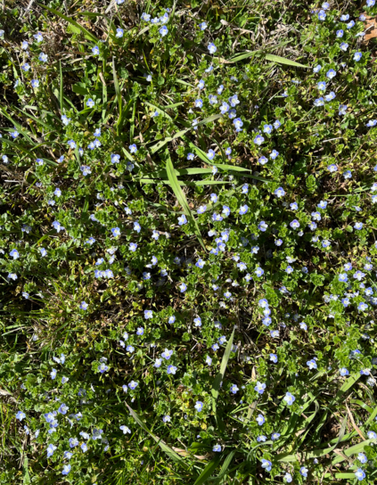 little blue flowers close to the ground, in a bed of greenery