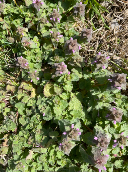 purplish-gray flowers, close to the ground, in a bed of green leaves