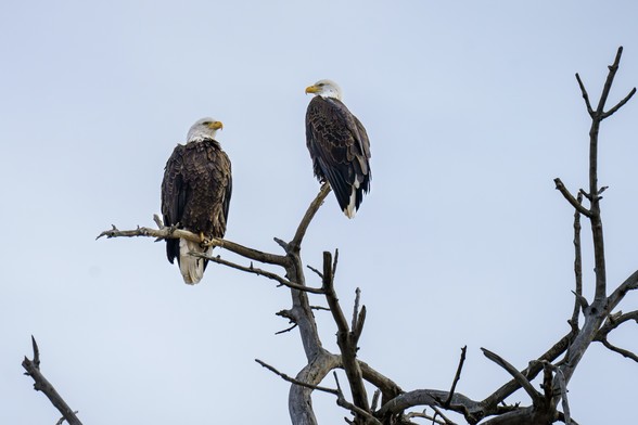 Photo of two American Bald Eagles perched at the top of an old, dead cottonwood tree. I’m not positive, but given when this was taken, they may be a breeding pair. It is believed that they mate for life. In 1980 there were just three known eagle nests in Colorado. Now there are over 200 known nests active in the state. Those are just the year-round residents. More than 1000 eagles migrate through the state to Canada in the summer and the southwest US and northern Mexico in the winter. This year…