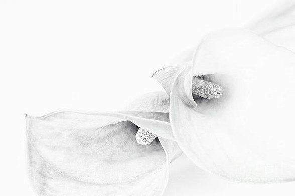 Monochrome image of two calla lilies, so delicate and beautiful