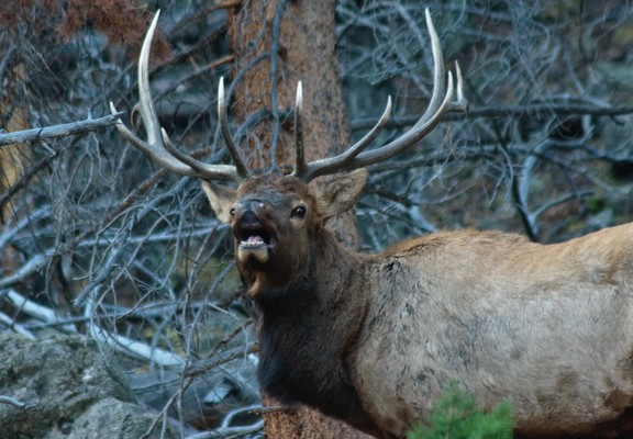 Photo. Closeup of a ull elk in Moraine Park, in Rocky Mountain National Park. It’s after sunrise but this big boy is in the shade so it’s rather dark. He’s standing broadside to the camera, and looking toward it with his head up and mouth open, showing his teeth. He’s making a distinctive sound called bugling. The bulls make the sound during the fall rut, or mating season. It’s impossible to describe but you can search for it on your favorite video service. In the fall the bulls collect a harem…