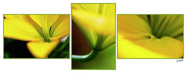 Color photo triptych of beautiful yellow lilies from my garden