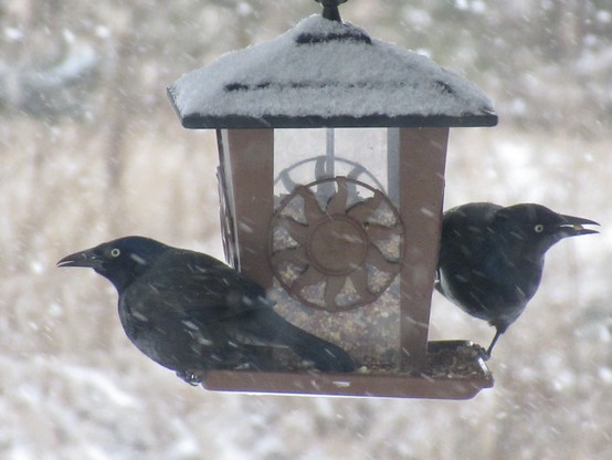 Two grackles on a hanging bird feeder. One looking left, the other - with a seed in its beak - looking right. In a snowstorm. 