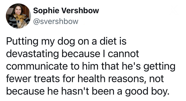 Screenshot of a social media post from Sophie Vershbow that reads, "Putting my dog on a diet is devastating because I cannot communicate to him that he's getting fewer treats for health reasons, not because he hasn't been a good boy."