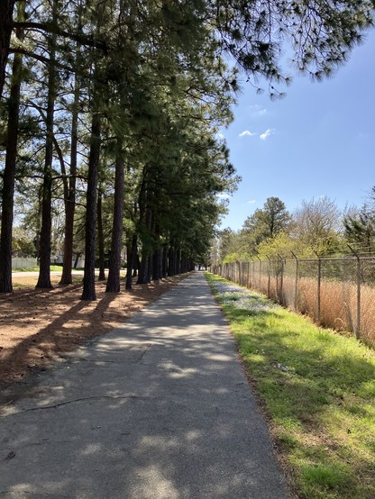 A tree-lined pathway with a fence on one side under a clear blue sky.