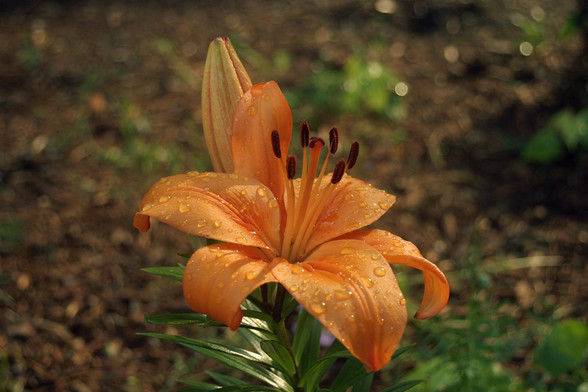 Closeup photo of an orange lily. There are raindrops on the petals. This was apparently the 20th photo I took with a digital camera after using film for many years. It was a flower somewhere in the neighborhood. June 2003.