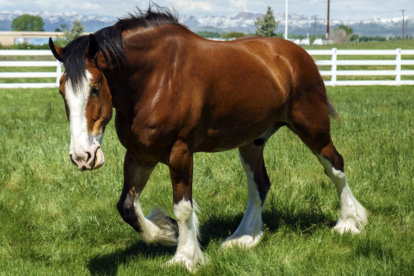 Photo. A large roan colored horse with white feet and a white blaze on its face, walking right to left in a small pasture. A white picket fence is behind it, with the front range of the Rocky Mountains blurry in the background. This is one of the famous Budweiser Clydesdale horses, in its home near Fort Collins, CO, resting up between tours around the country. A couple times a year the stables where they live opens to the public for a couple days. May 2017.