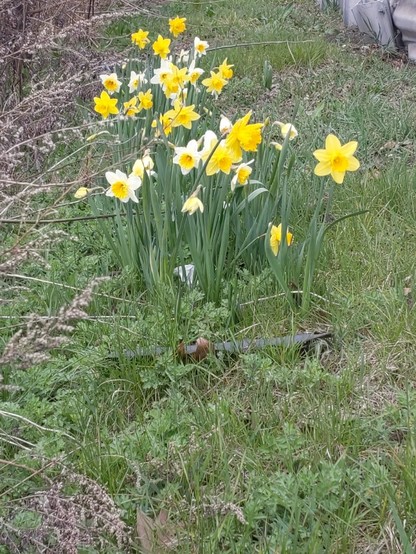 Daffodils next to a guardrail.