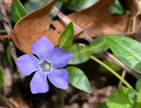 a small five-petaled purple flower, sort of star-shaped, growing close to the ground with some old brown leaves and new green leaves in the background