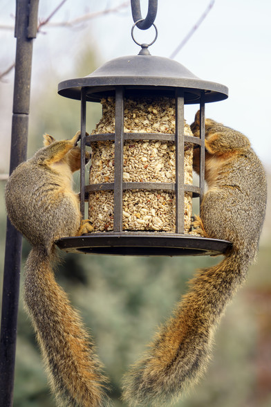 Photo. Two squirrels are clinging to the “bird feeder” chowing down on the pillar of seed. This past winter we’ve seen far fewer birds around our feeders than usual, and from what I’ve heard from others it’s like this all over the area. No one knows for sure why. Squirrels on the other hand have been plentiful, especially the last few weeks when we understand the females have been birthing their kits and are now lactating. One of these pillars, starting at over 5 lb., 2.3 kg, will be gone in le…