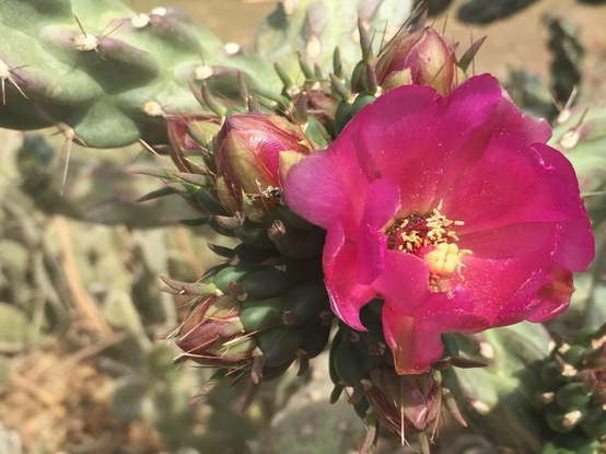 Closeup iPhone photo of a gorgeous deep pink flower on a prickly pear cactus in our front yard, there are flower buds & cactus & spines surrounding it