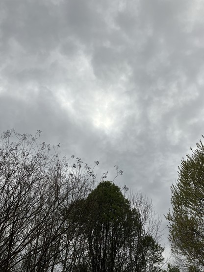 Overcast sky with the silhouette of treetops at the bottom.