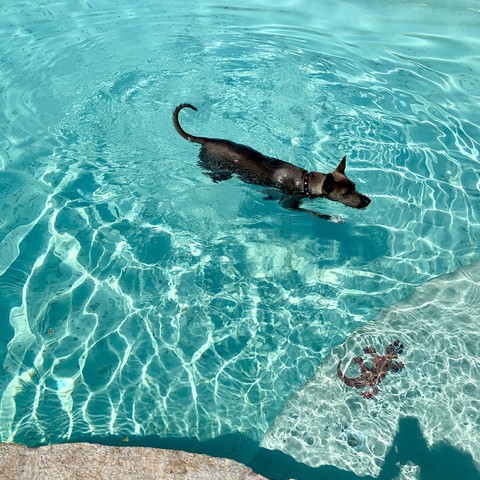 Photo of our big taupe colored Malinois cross swimming in the pool, the water is bright turquoise & a little of the shallow-end steps are visible