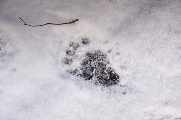 Photo. A bear paw print in snow, at the Sprague Lake perking lot one morning. It wasn’t huge, not as long as my size 11 boot, but I wish I’d thought to put something next to it for scale. I was out early one morning like I usually did, and after taking some unremarkable shots of the lake I came back to my car and was very glad I had not left any food in it. In August bears are already starting to pack on the pounds for hibernation and if there’d been even a hint of food odor detectable the car …
