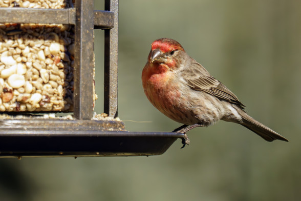 Photo of a house finch standing on the edge of a bird feeder looking toward the camera, viewed from my bedroom window. April 2024