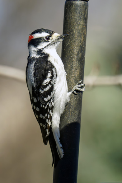 Photo of a downy woodpecker, or maybe a hairy woodpecker, clinging to a metal pole waiting for a turn on the bird feeder, outside my bedroom window. April 2024