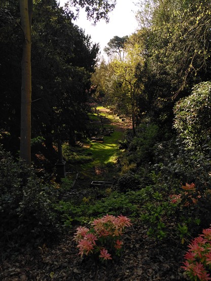 A view down into a long, curving woodland glade lit by patches of sunlight. 