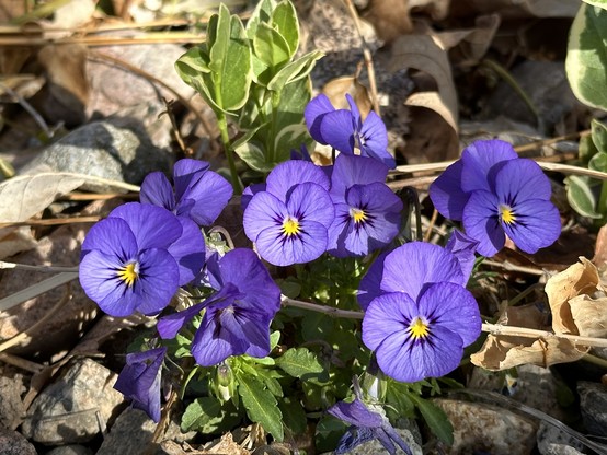 Photo closeup. A small bunch of violets in my front yard. Escapees from a planter we bought last year have re-emerged as early harbingers of the new spring. I’m not a gardener. I don’t plant things but I do buy planters of flowers to put out. As best I can determine these are some kind of violet. Small clusters of them started appearing several weeks ago, in early March. They’re the only ones that have showed up like this. I’d love it if they managed to spread out and cover the space. April 2024