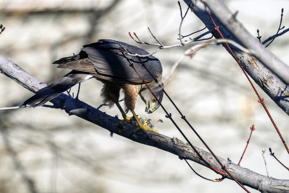A photo of a Coopers Hawk tearing apart a Goldfinch it caught for breakfast. The Hawk is standing on a branch while ripping the small bird apart. Zoom in to see the bright yellow feathers of the unfortunate Goldfinch, and its little legs sticking up. Leaf buds of the maple tree are just starting to appear at the ends of small twigs. Out of the picture is a squirrel, unfazed, eating at a birdfeeder about 10-15 feet away. Seen from my bedroom window. April 2024.