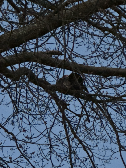 A male wild turkey snuggles in for the night in an old oak tree. 