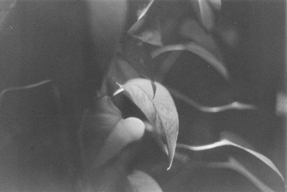 A black and white picture of a leaf shot on SLR camera
