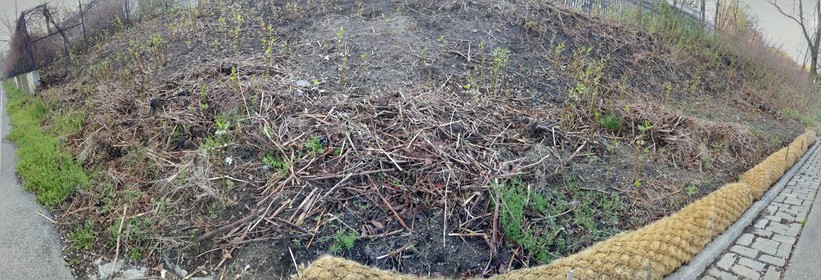 A Google photos crafted panoramic photo showing a seemingly bare hillside with a coir log at the bottom and below that some belgium paving stones.