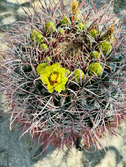 iPhone photo of a vivid yellow green cactus flower surrounded by big painful thorns & tons of closed flower buds—the sun & shadow play on everything is especially pretty