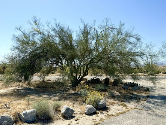 iPhone photo of our massive mesquite tree at the end of our driveway, it’s very leafy & green & has multiple trunks & is about 10 feet tall & spreads very wide in the bright sun, there’s sand & desert scrub & cactus & boulders all around it