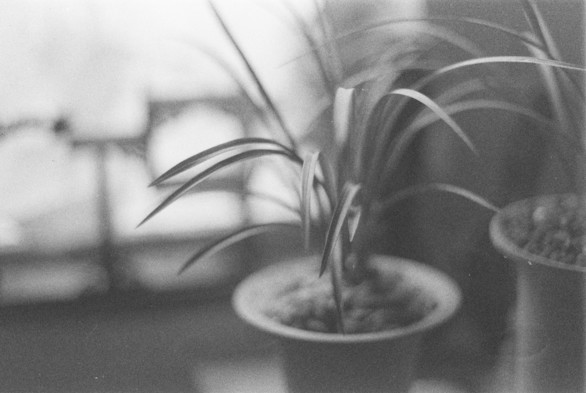 A black and white picture of a live orchid.