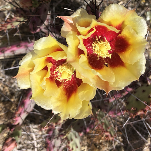 iPhone photo of 2 vivid yellow cactus flowers with deep velvety red centers dappled with summer sunlight 