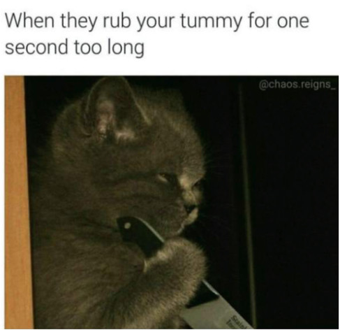 Meme. Dark image of a gray cat appearing to hold a large knife in its paw.
When they rub your tummy for one second too long.